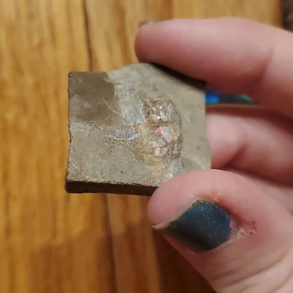 Ammolite fossil lot - Picture 10 of 12